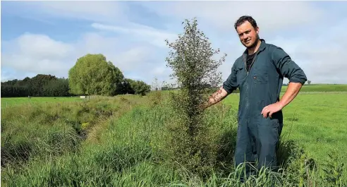  ?? Photo / Shawn McAvinue ?? Dairy farmer Pete Benny inspects a ribbonwood tree near Washpool Stream on Camp Hill Farm in South Otago last week.