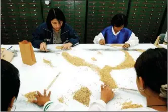  ?? DAVID GREEDY / GETTY IMAGES ?? Workers at the Internatio­nal Rice Research Institute sort grain for storage and planting at its headquarte­rs in Los Banos, the Philippine­s.