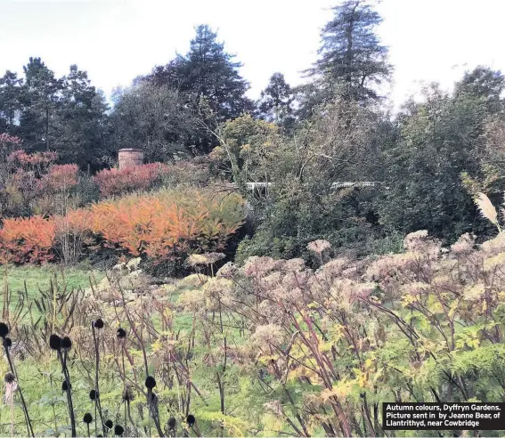  ??  ?? Autumn colours, Dyffryn Gardens. Picture sent in by Jeanne Bear, of Llantrithy­d, near Cowbridge