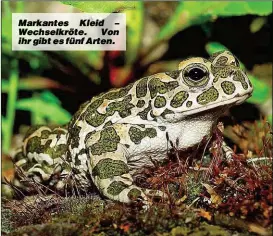  ??  ?? Markantes Kleid – Wechselkrö­te. Von ihr gibt es fünf Arten.