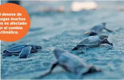  ??  ?? El desove de tortugas muchas veces es afectado por el cambio climático.