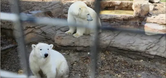  ??  ?? Raspoutine et Flocke, les deux ours polaires du Marineland d’Antibes.