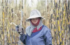  ?? REUTERS ?? A sugar cane worker poses while working in a field at Pak Chong district in Ratchaburi province.