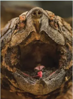  ?? CREDIT: THE WASHINGTON POST / GETTY IMAGES ?? Alligator snapping turtle (Macrochely­s temminckii)