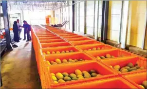  ?? SUPPLIED ?? Mangoes sit in Hyundai’s fruit treatment facility in Kampong Speu province.