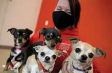  ?? Matt stoNe / Herald staff ?? PUP PILE: Julie Fox, pet placement supervisor for the Animal Rescue League of Boston, holds four of the 31 dogs that were removed from a Weymouth home due to unsanitary conditions on Tuesday.