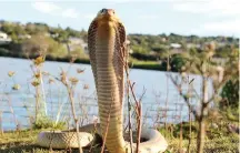  ??  ?? DON’T PANIC: The Cape Cobra should be given space.