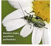  ??  ?? Beetles make excellent polliantor­s