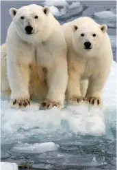  ??  ?? At risk: Polar bears could be wiped out