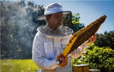  ?? ?? Annie Christie, a beekeeper at The Best Bees Co., inspected hives in Stow. Next year, Best Bees will begin to employ new smart hive technology in its existing hives.