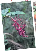  ?? ?? Wild flowers at Imugan Falls