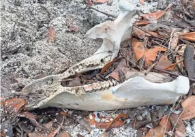  ??  ?? Wildlife officials have examined more than 30 dead manatees. The manatees have a low body weight and officials believe they died from a lack of sea grass.