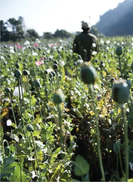  ??  ?? Ekonomiskt val. Opiumbonde­n Tin■ Aung har inga planer på att byta till lagliga grödor, så länge han tjänar mer på att odla opium.