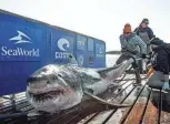  ?? PROVIDED BY OCEARCH ?? Nonprofit research group Ocearch captured and tagged Ironbound in 2019 near Lunenburg, Nova Scotia. The great white shark measures 12 feet, 4 inches and weighs about 1,000 pounds.