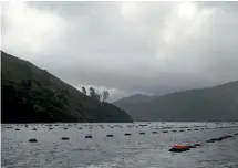  ?? JENNIFER EDER/ STUFF ?? Mussel farms in Pelorus Sound, in the Marlboroug­h Sounds where a toxic algal bloom has affected harvesting.