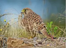  ??  ?? Numbers of kestrels in the UK nearly halved between 1978 and 2018