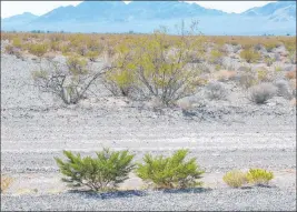  ?? Bob Morris ?? These creosote bushes were cut back by the Department of Transporta­tion. Because they were cut down and got some extra water from the road when it rained, they came back dense and green.