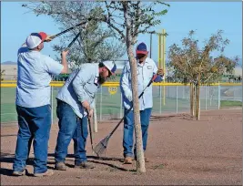  ?? PHOTO BY RANDY HOEFT/YUMA SUN ?? Buy this photo at YumaSun.com YUMA PARKS AND RECREATION WORKERS (FROM LEFT) Josh McNeel, crew leader Sam Lewis and Richard Horcasitas trim one of the trees at the Pacific Avenue Athletic Complex near the end of their shift Thursday afternoon.