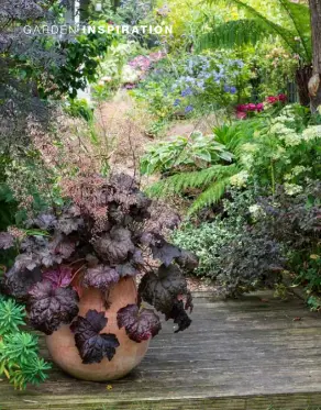  ??  ?? SHADY SCENE
Top Sitting beneath a black elder tree, a large terracotta pot is planted with a dark-purpleleav­ed Heuchera ‘Obsidian’