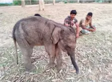  ?? ?? The twomonthol­d female elephant calf that was taken care of at the forest office in Hasanur in Erode district on Friday.