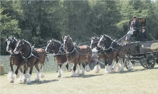  ?? ?? The renowned six shire horse team will be in action at the South of England Centre next month