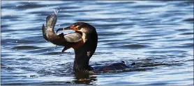 ?? WILFREDO LEE / ASSOCIATED PRESS FILE (2016) ?? A double-crested cormorant attempts to swallow a large fish in Doral, Fla. The birds have become a problem in Phoenix as they’ve taken up residence year-round in the city, rather than migrating for what used to be colder months.