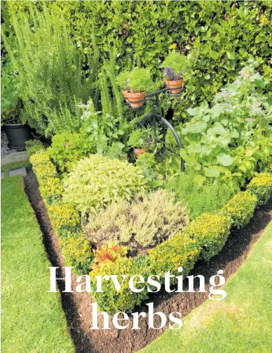  ?? Photos / Supplied ?? Growing herbs is a popular garden activity.