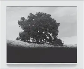  ?? Park View / Paul Soto ?? “SWALLOW” is dominated by a swipe of deep shadow encroachin­g on an oak tree.