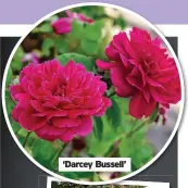  ?? ?? ‘Darcey Bussell’
Train rambling roses over arches