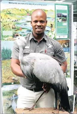  ??  ?? Nduduzo Khoza answering a cry for help from a Blue Crane, the national bird of South Africa.this species has declined mostly due to loss of habitat, direct and indirect poisoning and power-line collisions.