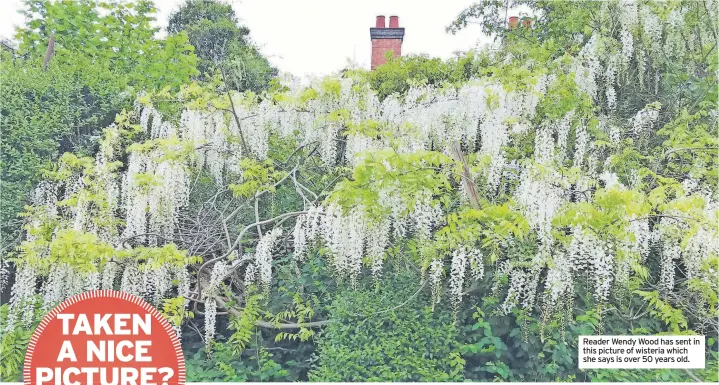  ?? ?? Reader Wendy Wood has sent in this picture of wisteria which she says is over 50 years old.