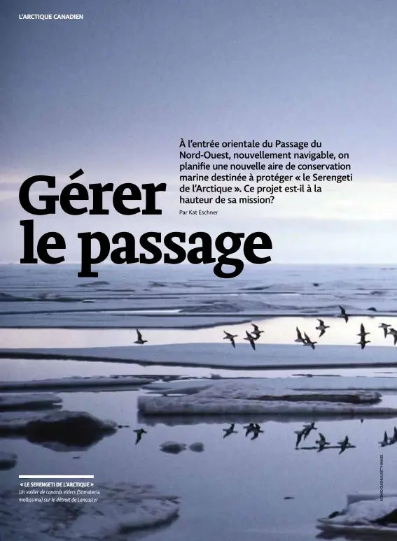  ??  ?? « LE SERENGETI DE L’ARCTIQUE »Un voilier de canards eiders (Somateria mollissima) sur le détroit de Lancaster