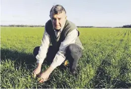  ??  ?? Cultivo estratégic­o. Rubén Rodríguez, el padre, en un trigo en macollaje.