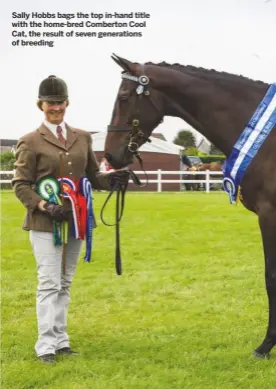  ??  ?? Sally Hobbs bags the top in-hand title with the home-bred Comberton Cool Cat, the result of seven generation­s of breeding