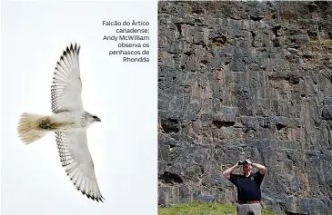  ??  ?? Falcão do Ártico canadense; Andy Mcwilliam observa os penhascos de Rhondda