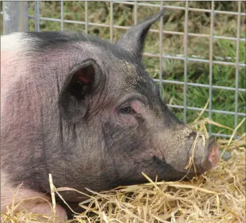  ??  ?? Less than 1% of Irish pigs live free ranging lives