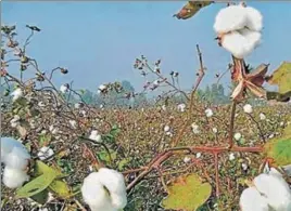  ?? HT FILE PHOTO ?? After the whitefly attack in 2015, cotton sowing area in the Malwa belt was reduced to 2.48 lakh hectares in 201617 from the 4.50 lakh hectare in 201516 as growers.