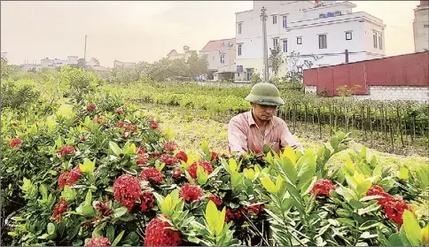  ?? ?? Trồng cây cảnh giúp nhiều hộ dân xã Hồng Việt, huyện Đông Hưng, tỉnh Thái Bình cải thiện cuộc sống.
