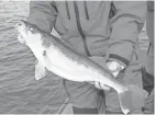  ?? PAUL A. SMITH ?? A walleye is handled during a fisheries assessment on a northern Wisconsin lake.