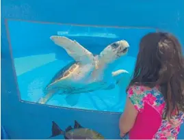  ?? RICHARD TRIBOU/ORLANDO SENTINEL ?? Loggerhead Marinelife Center in Juno Beach was No. 5 among most-visited attraction­s in Palm Beach County, with about 350,000 visitors in 2017. The center is losing its medical staff and has no sea turtles on site due to water-quality concerns.