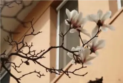  ??  ?? Right: Magnolias bloom on the campus of Tsinghua University