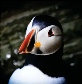  ??  ?? A puffin was in the frame for Andrew Ramsay’s image