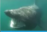  ?? — AFP ?? A basking shark.