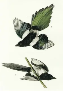  ??  ?? Illustrati­on of common magpies by John James Audubon, 19th century; bird-watchers at the Randall Davey Audubon Center & Sanctuary