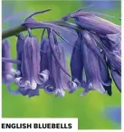  ??  ?? ENGLISH BLUEBELLS