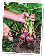  ?? ?? ROSY ROOT: The Chioggia beetroot, main picture and above, is harvested while still young