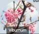  ??  ?? Viburnum