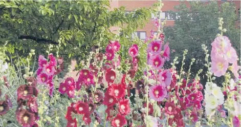  ?? AMERICAN MEADOWS ?? Hollyhock flowers come in pink, purple, peach, red, white, yellow or near-black and cover 8-foot stalks.