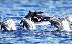  ?? PICTURE: AP ?? CLEVER: Dolphin moms teach their offspring to don a sea sponge to protect their snouts when they search the seabed for food.