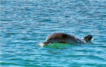  ?? RONAN O’CONNELL ?? Head to Shoalwater Bay for a chance to see dolphins.